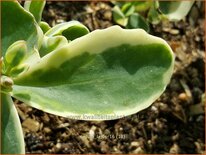 Sedum &#39;Lajos&#39;