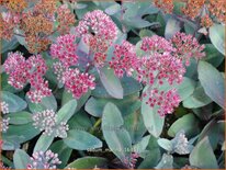 Sedum 'Marina'