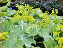 Alchemilla mollis &#39;Robustica&#39;