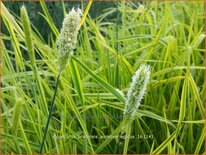 Alopecurus pratensis &#39;Aureovariegatus&#39;