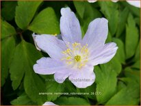 Anemone nemorosa &#39;Robinsoniana&#39;