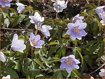 Anemone nemorosa &#39;Robinsoniana&#39;