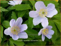 Anemone nemorosa &#39;Robinsoniana&#39;