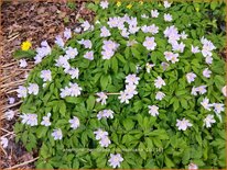Anemone nemorosa &#39;Robinsoniana&#39;