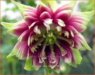 Aquilegia &#39;Nora Barlow&#39;