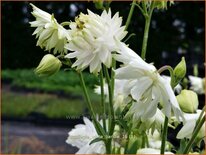 Aquilegia 'White Barlow'