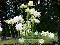 Aquilegia 'White Barlow'