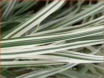 Arrhenatherum bulbosum &#39;Variegatum&#39;