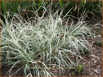 Arrhenatherum bulbosum &#39;Variegatum&#39;