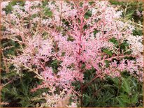 Astilbe 'Sprite'