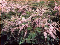 Astilbe 'Sprite'
