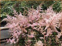 Astilbe 'Sprite'