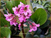 Bergenia 'David'
