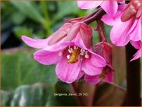 Bergenia 'David'