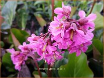 Bergenia 'David'