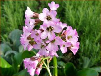 Bergenia 'Oeschberg'