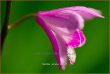 Bletilla striata