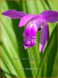 Bletilla striata