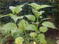 Boehmeria sieboldiana