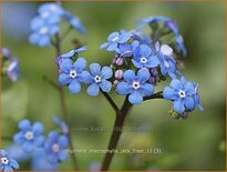 Brunnera macrophylla &#39;Jack Frost&#39;