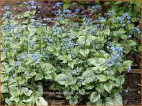 Brunnera macrophylla &#39;Jack Frost&#39;