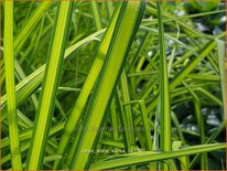 Carex elata 'Aurea'