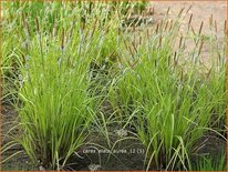 Carex elata 'Aurea'