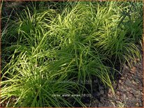 Carex elata 'Aurea'