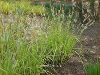 Carex elata 'Aurea'