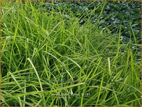Carex elata 'Aurea'