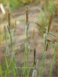 Carex elata 'Aurea'