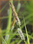 Carex elata 'Aurea'