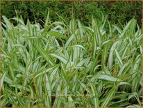 Carex siderosticta 'Shiro'