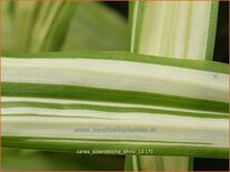 Carex siderosticta 'Shiro'