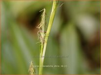 Carex siderosticta 'Shiro'
