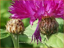 Centaurea dealbata &#39;Steenbergii&#39;