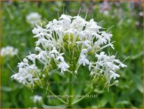 Centranthus ruber 'Albus'