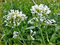 Centranthus ruber 'Albus'