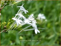 Centranthus ruber 'Albus'