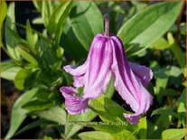 Clematis integrifolia &#39;Floris V&#39;
