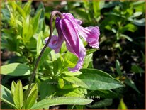 Clematis integrifolia &#39;Floris V&#39;
