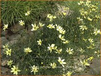 Coreopsis verticillata &#39;Moonbeam&#39;