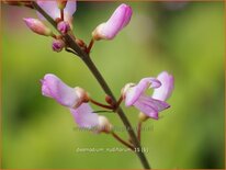 Desmodium nudiflorum