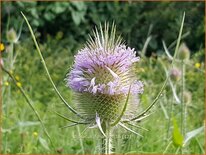 Dipsacus fullonum