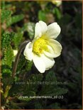 Dryas suendermannii
