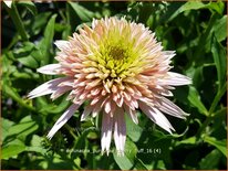 Echinacea purpurea &#39;Cherry Fluff&#39;