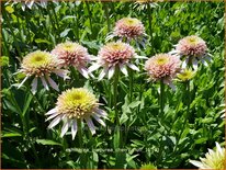 Echinacea purpurea &#39;Cherry Fluff&#39;