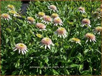 Echinacea purpurea &#39;Cherry Fluff&#39;