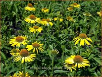 Echinacea purpurea &#39;Cleopatra&#39;