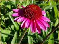 Echinacea purpurea &#39;Delicious Candy&#39;